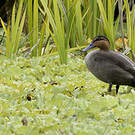 Canard des Philippines