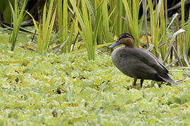 Canard des Philippines