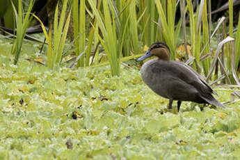 Canard des Philippines