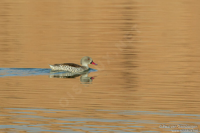 Cape Teal