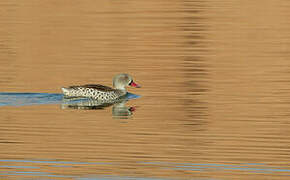 Cape Teal