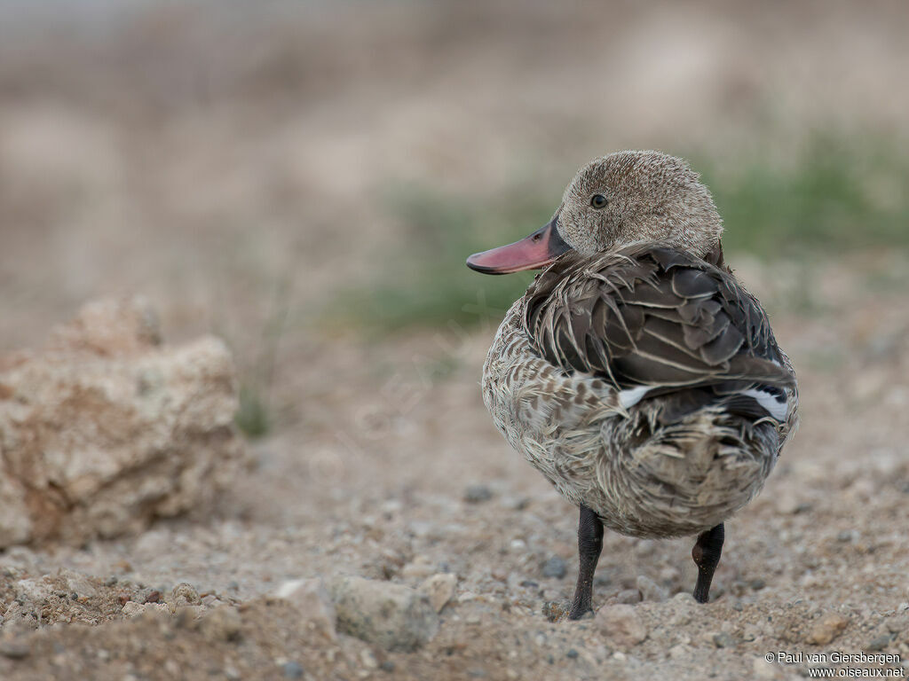 Canard du Capadulte