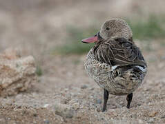 Cape Teal