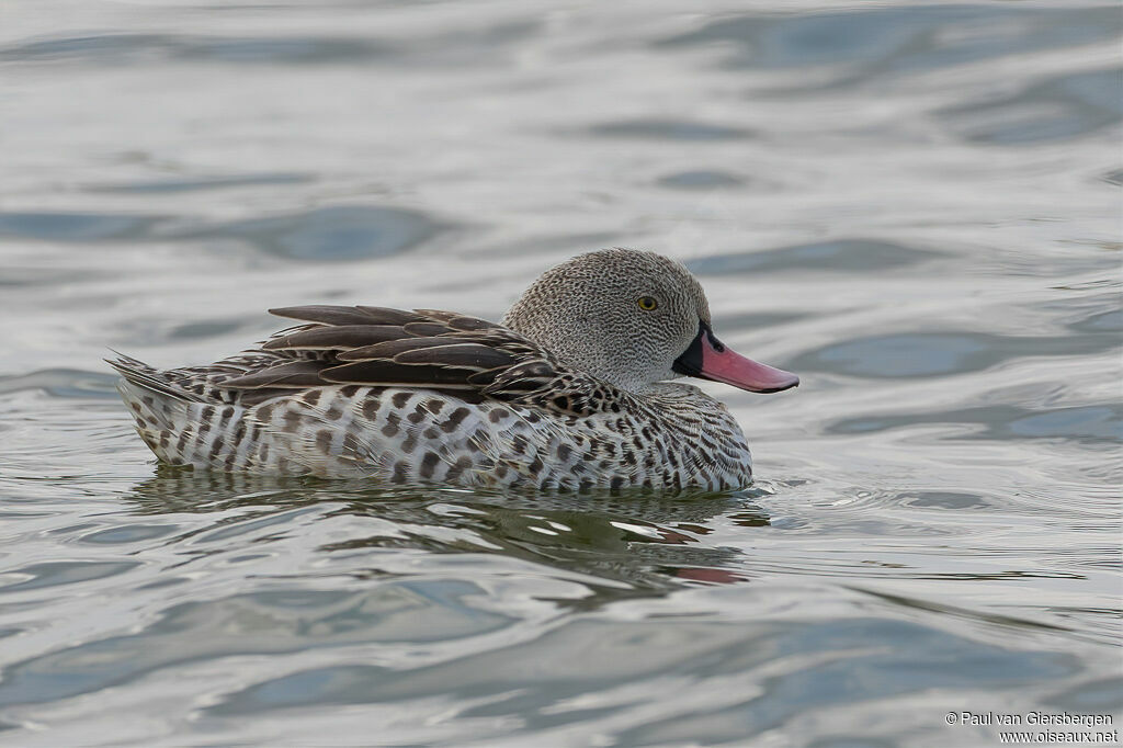 Cape Tealadult