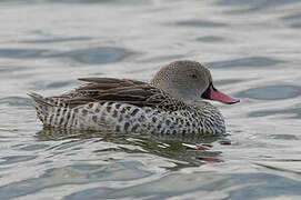 Cape Teal