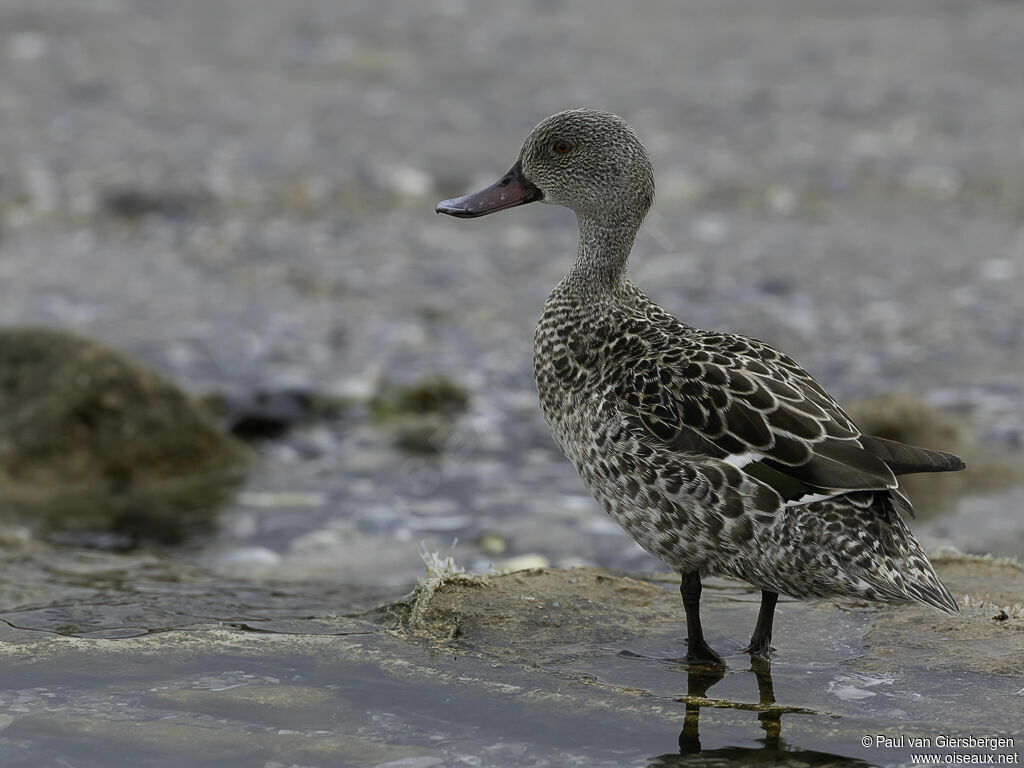 Cape Tealadult