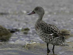 Cape Teal