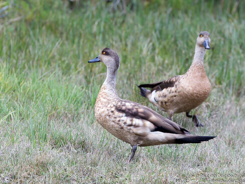 Canard huppé