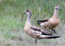 Crested Duck