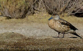 Canard huppé