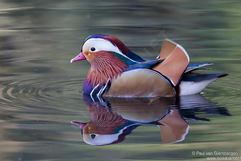 Canard mandarin