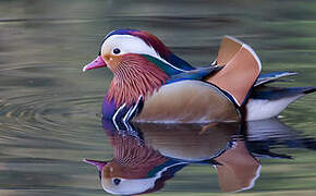 Mandarin Duck