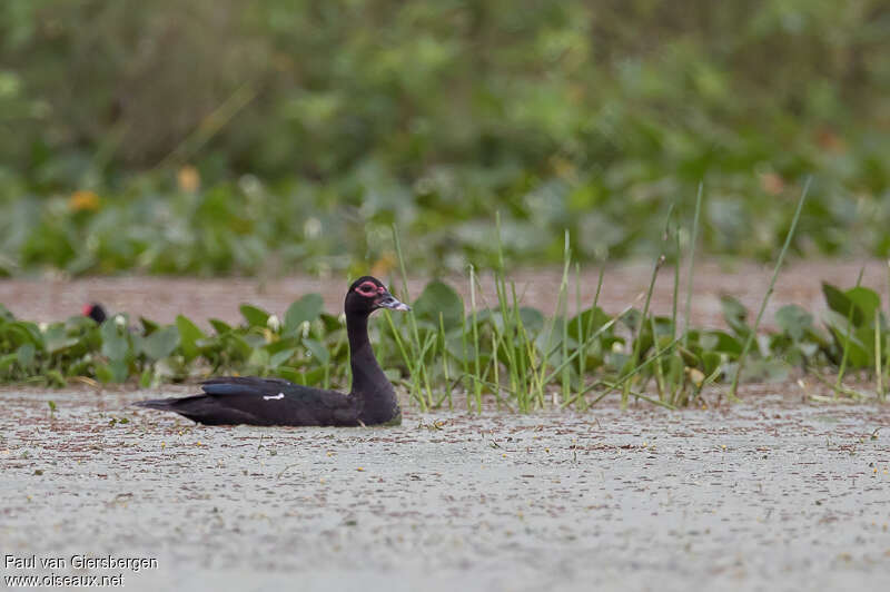 Canard musqué femelle adulte, habitat