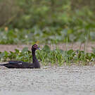 Canard musqué