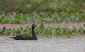 Canard musqué