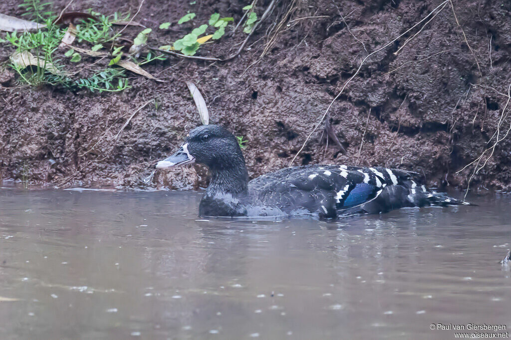 Canard noirâtreadulte