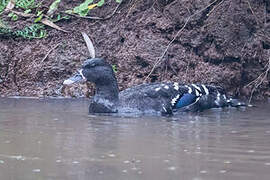 African Black Duck