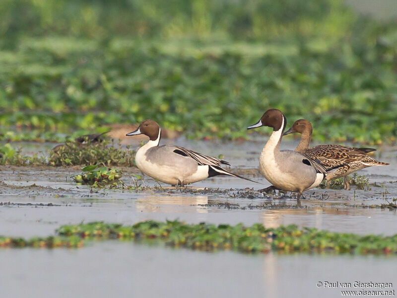 Canard pilet