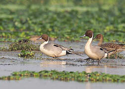 Canard pilet