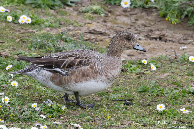 Canard siffleur femelle adulte