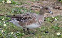 Canard siffleur