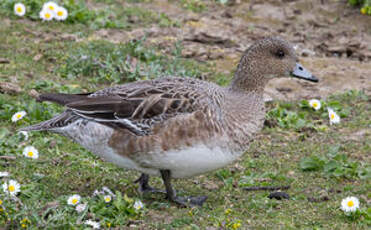 Canard siffleur