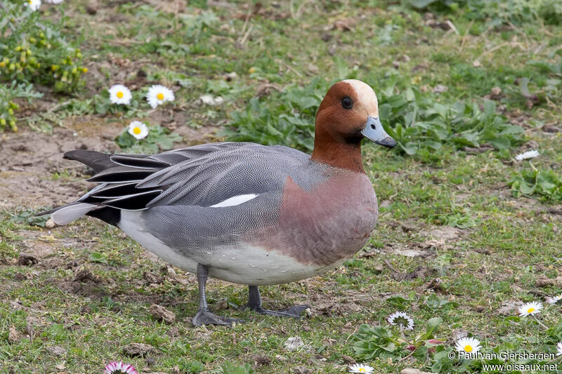 Canard siffleur mâle adulte