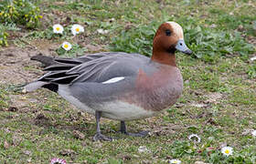 Eurasian Wigeon