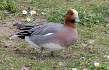 Canard siffleur