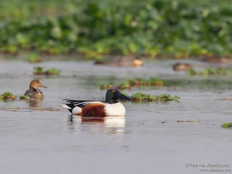 Canard souchet