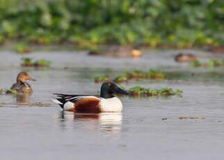 Canard souchet