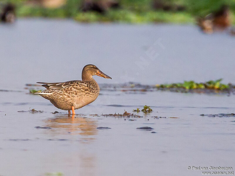 Canard souchet