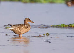 Northern Shoveler