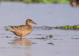 Canard souchet