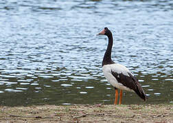 Magpie Goose