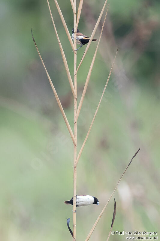 Hooded Mannikin