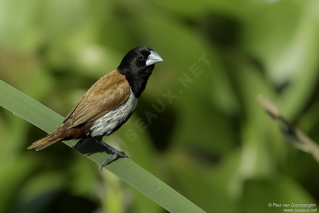 Tricolored Muniaadult