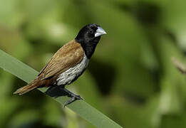 Tricolored Munia