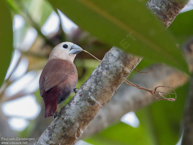 White-headed Muniaadult, Reproduction-nesting