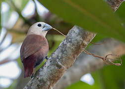 White-headed Munia