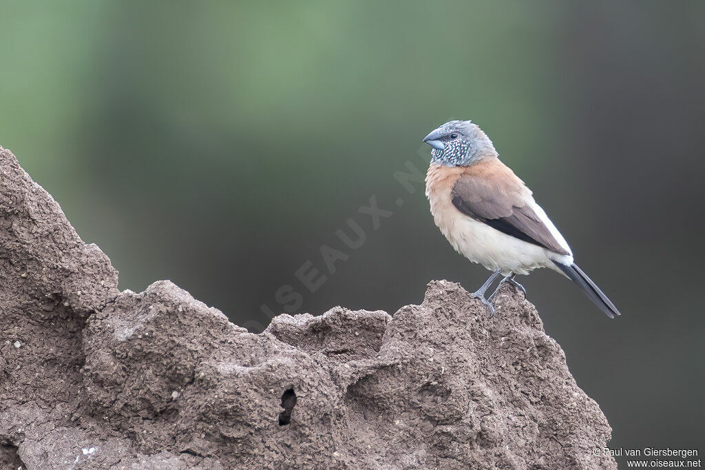 Grey-headed Silverbilladult