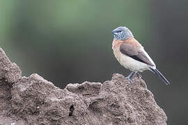 Grey-headed Silverbill