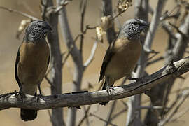 Grey-headed Silverbill