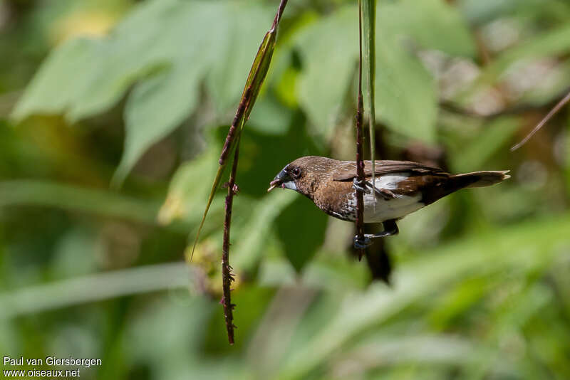 Capucin à ventre blancadulte, identification