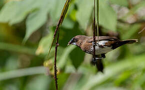 White-bellied Munia