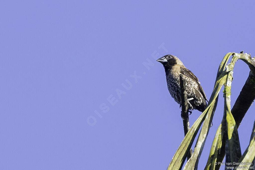 Black-throated Muniaadult