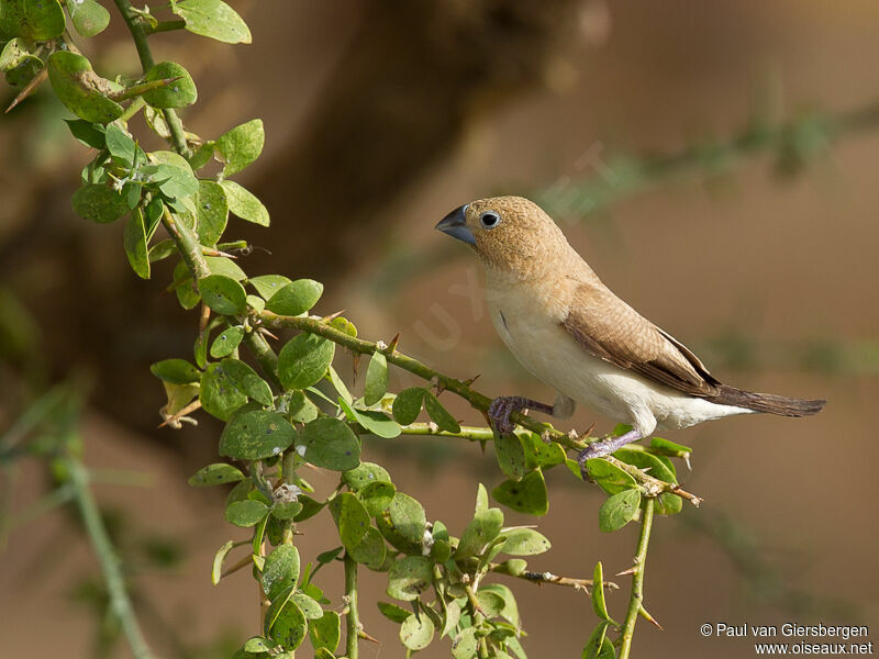 African Silverbill