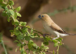 African Silverbill