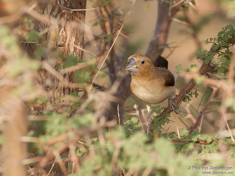 African Silverbill