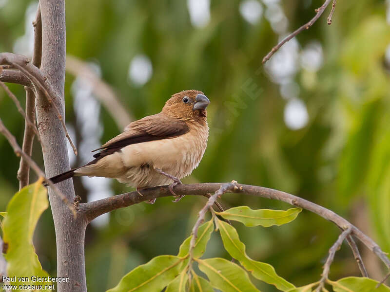 African Silverbilladult, identification